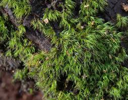 Attēlu rezultāti vaicājumam “Dicranella varia”