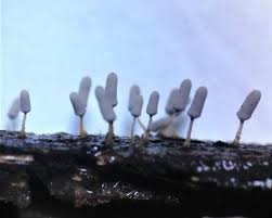 Attēlu rezultāti vaicājumam “Clastoderma debaryanum macro”