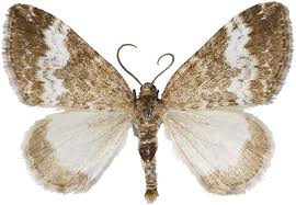 Attēlu rezultāti vaicājumam “Perizoma affinitata”