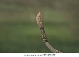 Attēlu rezultāti vaicājumam “Sorbus aucuparia bud”