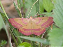 Attēlu rezultāti vaicājumam “Rhodostrophia vibicaria”