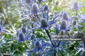 Attēlu rezultāti vaicājumam “Eryngium maritimum”