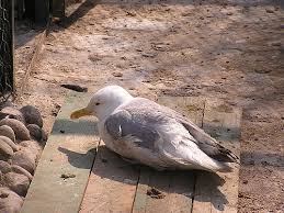 Attēlu rezultāti vaicājumam “Larus argentatus nest”