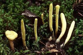 Attēlu rezultāti vaicājumam “Clavariadelphus ligula”