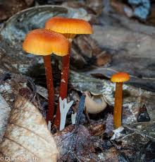 Attēlu rezultāti vaicājumam “Hygrocybe cantharellus”