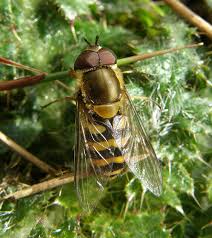 Attēlu rezultāti vaicājumam “Syrphus torvus”