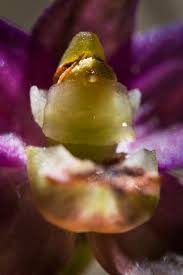 Attēlu rezultāti vaicājumam “Epipactis atrorubens bud”