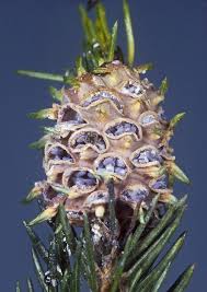 Attēlu rezultāti vaicājumam “Adelges laricis nymph”