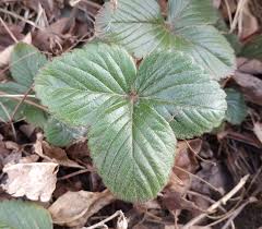 Attēlu rezultāti vaicājumam “Fragaria moschata leaf”