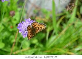 Attēlu rezultāti vaicājumam “Boloria titania”