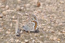 Attēlu rezultāti vaicājumam “Plebejus argus / Plebejus idas”