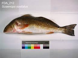 Image result for Sciaenops ocellatus