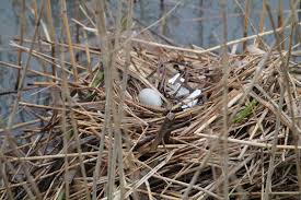 Attēlu rezultāti vaicājumam “Fulica atra eggs”