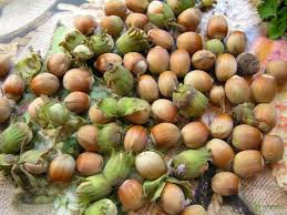 Attēlu rezultāti vaicājumam “Corylus avellana fruit”