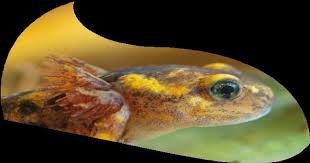 Attēlu rezultāti vaicājumam “Plagiothecium latebricola macro”