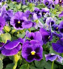 Image result for Viola wittrockiana