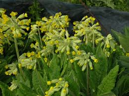 Image result for Primula veris