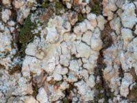 Attēlu rezultāti vaicājumam “Pertusaria coccodes”