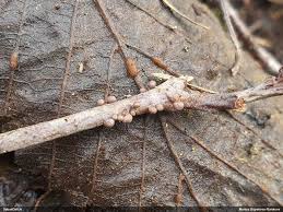 Attēlu rezultāti vaicājumam “Dianema nivale sessile”