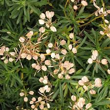 Attēlu rezultāti vaicājumam “Euphorbia cyparissias fruit”