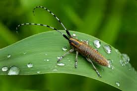 Attēlu rezultāti vaicājumam “Agapanthia villosoviridescens”