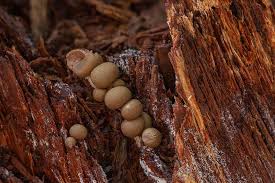 Attēlu rezultāti vaicājumam “Liceaceae”