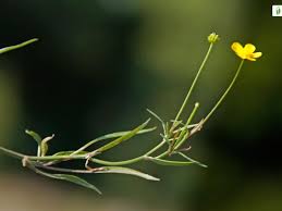 Attēlu rezultāti vaicājumam “Ranunculus flammula fruit”