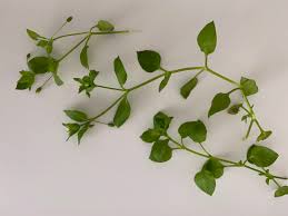 Attēlu rezultāti vaicājumam “Stellaria longifolia leaf”