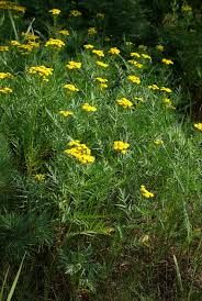Image result for Tanacetum vulgare