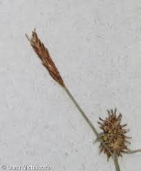 Attēlu rezultāti vaicājumam “Carex lepidocarpa fruit”