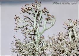 Attēlu rezultāti vaicājumam “Cladonia ciliata”