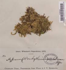 Attēlu rezultāti vaicājumam “Brachythecium salebrosum”