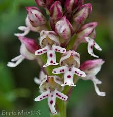 Attēlu rezultāti vaicājumam “Orchis ustulata”