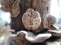 Attēlu rezultāti vaicājumam “Gloeophyllum abietinum”