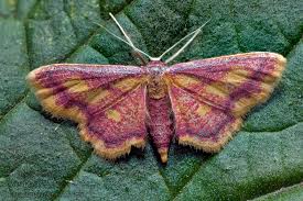 Attēlu rezultāti vaicājumam “Idaea muricata”