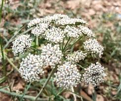 Attēlu rezultāti vaicājumam “Peucedanum oreoselinum flower”