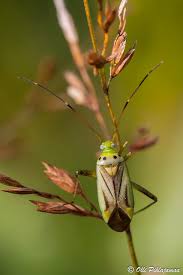 Attēlu rezultāti vaicājumam “Adelphocoris quadripunctatus”