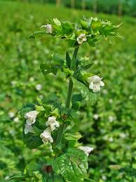 Image result for Melissa officinalis