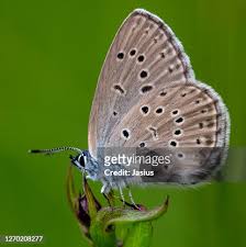 Attēlu rezultāti vaicājumam “Maculinea alcon”
