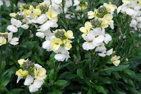 Image result for Cheiranthus cheiri