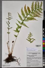 Attēlu rezultāti vaicājumam “Athyrium filix-femina”