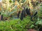 Dead Man's Fingers (Xylaria polymorpha). These fungi were sprouting from a - via Daymix