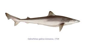 Image result for Galeorhinus galeus
