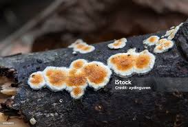 Attēlu rezultāti vaicājumam “Basidioradulum radula”