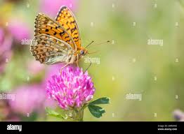 Attēlu rezultāti vaicājumam “Argynnis niobe”