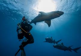Image result for Seabug Divers