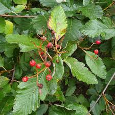 Attēlu rezultāti vaicājumam “Sorbus intermedia leaf”