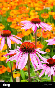 Image result for Echinacea Lustre hybrids