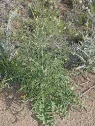 Attēlu rezultāti vaicājumam “Sisymbrium altissimum leaf”