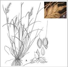 Attēlu rezultāti vaicājumam “Echinochloa crus-galli”